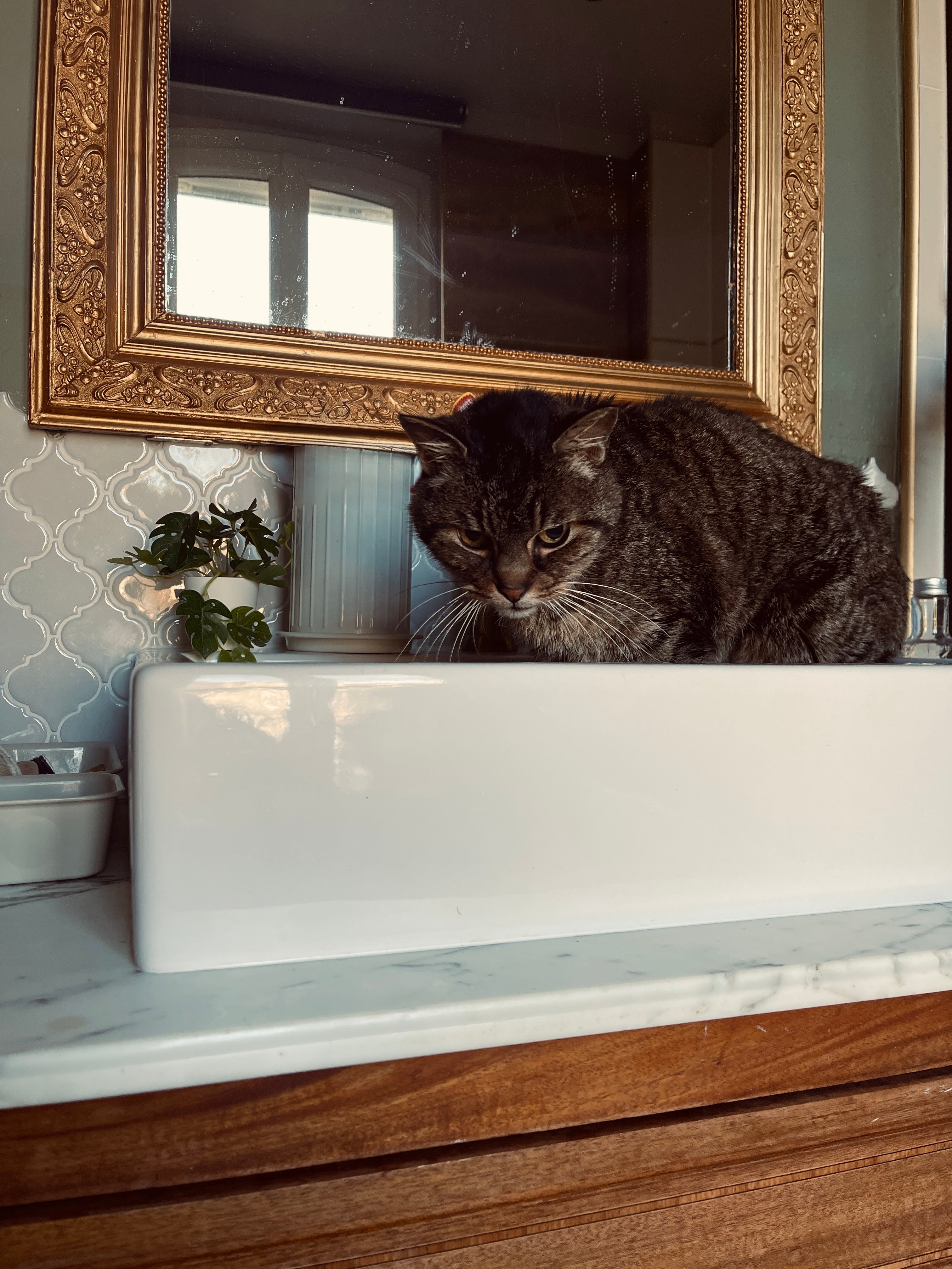 Soins pour Chats